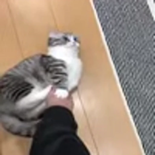 🐈 Эмодзи «big eyes» для Telegram