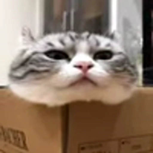 🥺 Эмодзи «big eyes» для Telegram