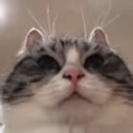🥺 Эмодзи «big eyes» для Telegram