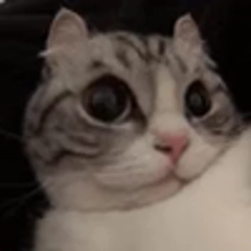 🥺 Эмодзи «big eyes» для Telegram