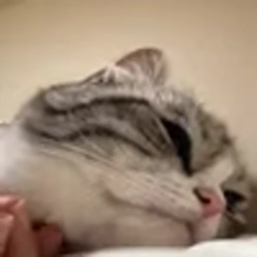🥺 Эмодзи «big eyes» для Telegram