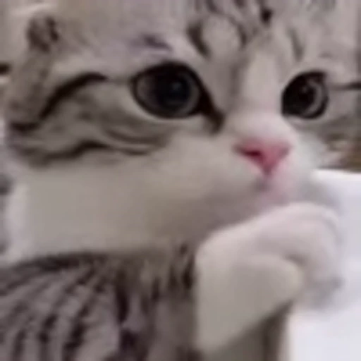 🥺 Эмодзи «big eyes» для Telegram