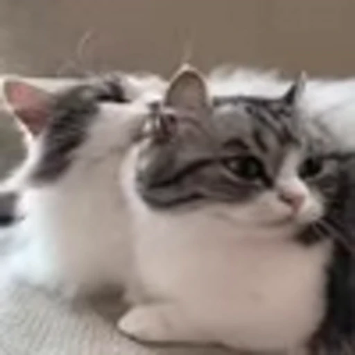 🥺 Эмодзи «big eyes» для Telegram