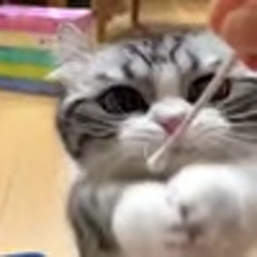 🥺 Эмодзи «big eyes» для Telegram