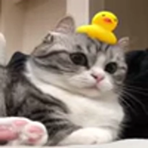 🥺 Эмодзи «big eyes» для Telegram