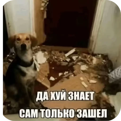 🐶 Стикер «tt art» для Telegram
