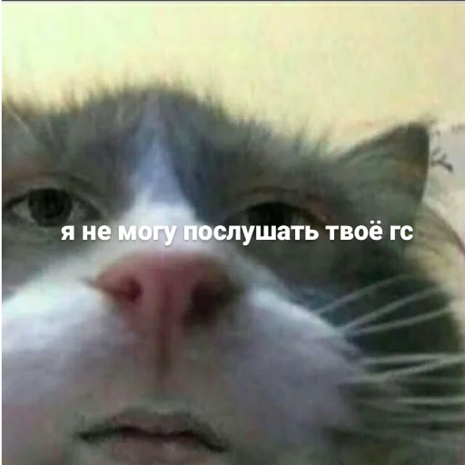 🔇 Стикер «даров обрыган» для Telegram
