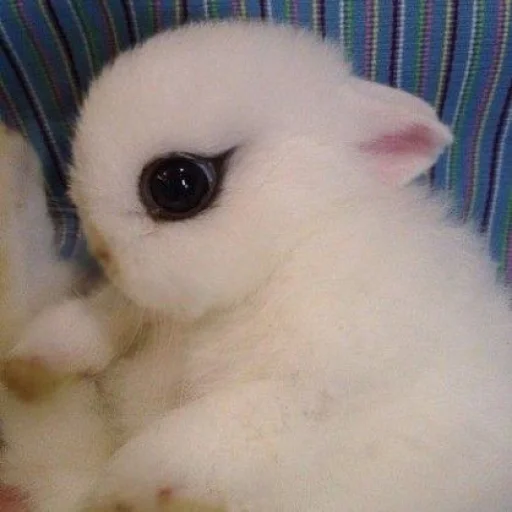 💝 Стикер «BIMBO ANIMALS» для Telegram