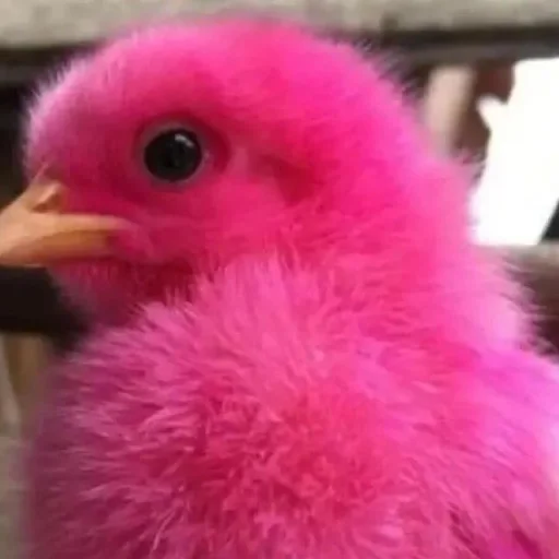 💝 Стикер «BIMBO ANIMALS» для Telegram