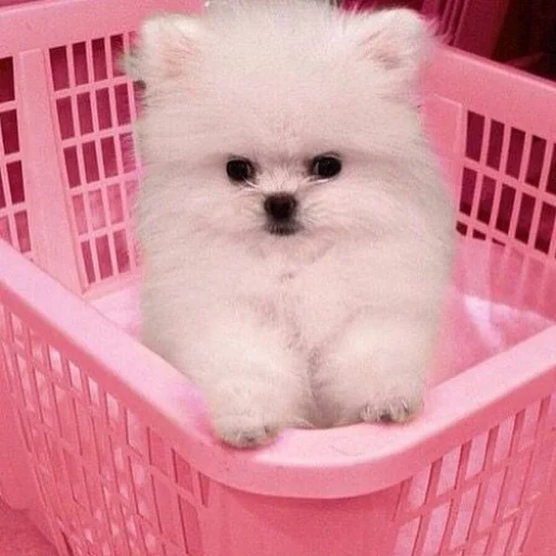 💝 Стикер «BIMBO ANIMALS» для Telegram