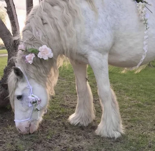 💝 Стикер «BIMBO ANIMALS» для Telegram