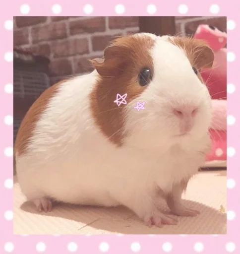 💝 Стикер «BIMBO ANIMALS» для Telegram