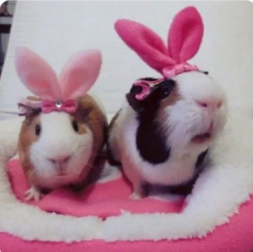 💝 Стикер «BIMBO ANIMALS» для Telegram