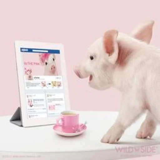 💝 Стикер «BIMBO ANIMALS» для Telegram