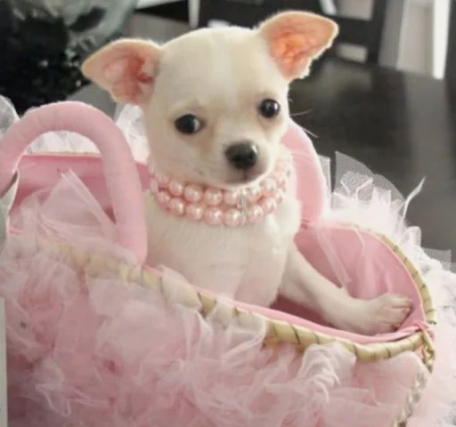 💝 Стикер «BIMBO ANIMALS» для Telegram