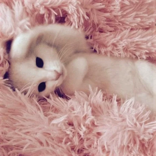 💝 Стикер «BIMBO ANIMALS» для Telegram