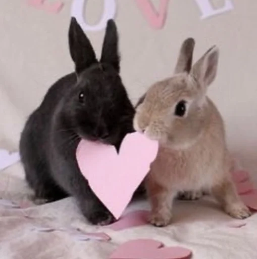 💝 Стикер «BIMBO ANIMALS» для Telegram