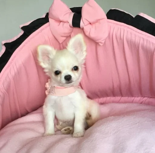 💝 Стикер «BIMBO ANIMALS» для Telegram