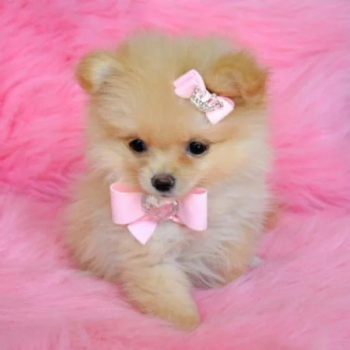 💝 Стикер «BIMBO ANIMALS» для Telegram