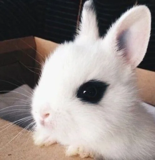 💝 Стикер «BIMBO ANIMALS» для Telegram