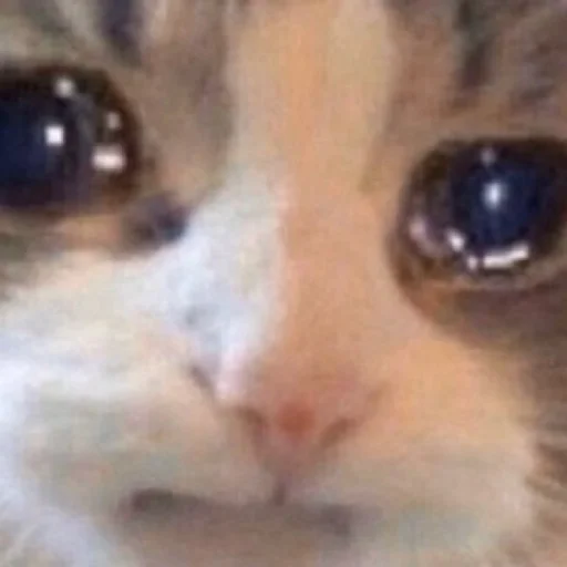 😿 Стикер «binch» для Telegram