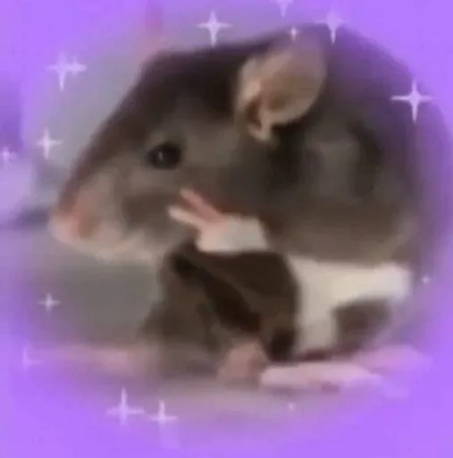 🐀 Стикер «binch» для Telegram