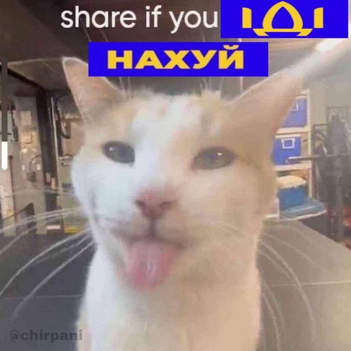 😺 Стикер «BioMemes» для Telegram