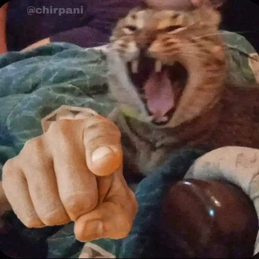 😹 Стикер «BioMemes» для Telegram