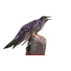 Стикер 21 Birds