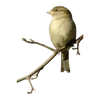 Стикер 48 Birds