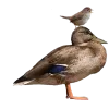 Стикер 38 Birds