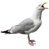 Стикер 25 Birds