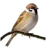 Стикер 9 Birds
