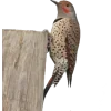 Стикер 50 Birds