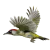 Стикер 43 Birds
