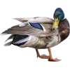 Стикер 61 Birds
