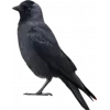 Стикер 57 Birds