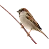 Стикер 49 Birds