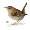 Стикер 46 Birds