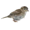 Стикер 47 Birds