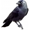 Стикер 58 Birds
