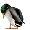 Стикер 26 Birds