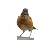 Стикер 23 Birds