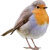 Стикер 59 Birds