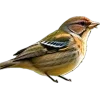 Стикер 60 Birds