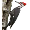 Стикер 40 Birds