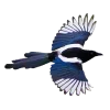 Стикер 33 Birds