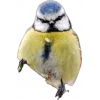 Стикер 56 Birds