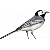 Стикер 54 Birds