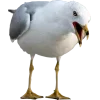 Стикер 24 Birds